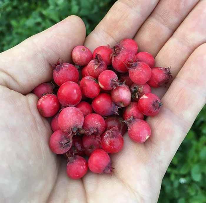 Serviceberries are a delicious native fruit that taste like a cross between peaches and almonds, to which they're related. Serviceberries are another fruit you can grow in part shade.
