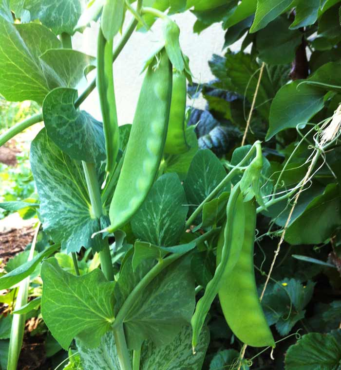 Peas grow perfectly well in part shade, especially as the weather warms.