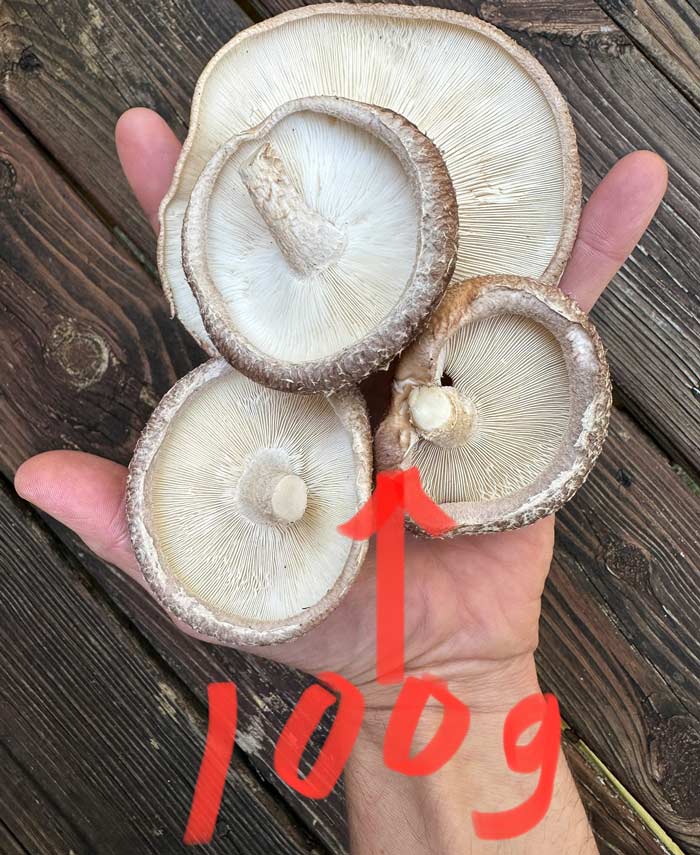 How much is 100 grams of shiitake mushrooms?