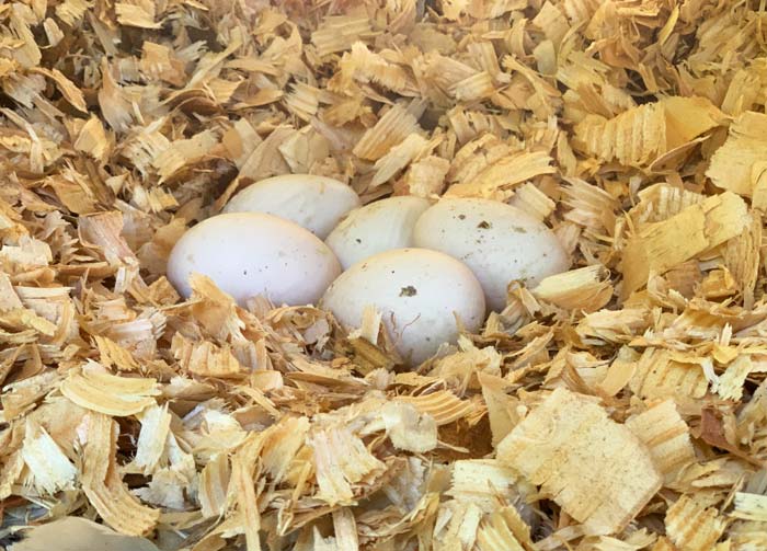 Five fresh duck eggs in our duck coop. These are fairly clean eggs. We'll bring these inside and store them unwashed at room temperature before eating them within about a week at the latest. Depending on closer inspection, we may or may not wash an egg from this batch prior to cooking it.