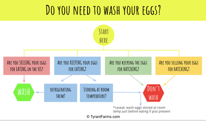 Flowchart: when should you wash eggs? Do you need to wash eggs?