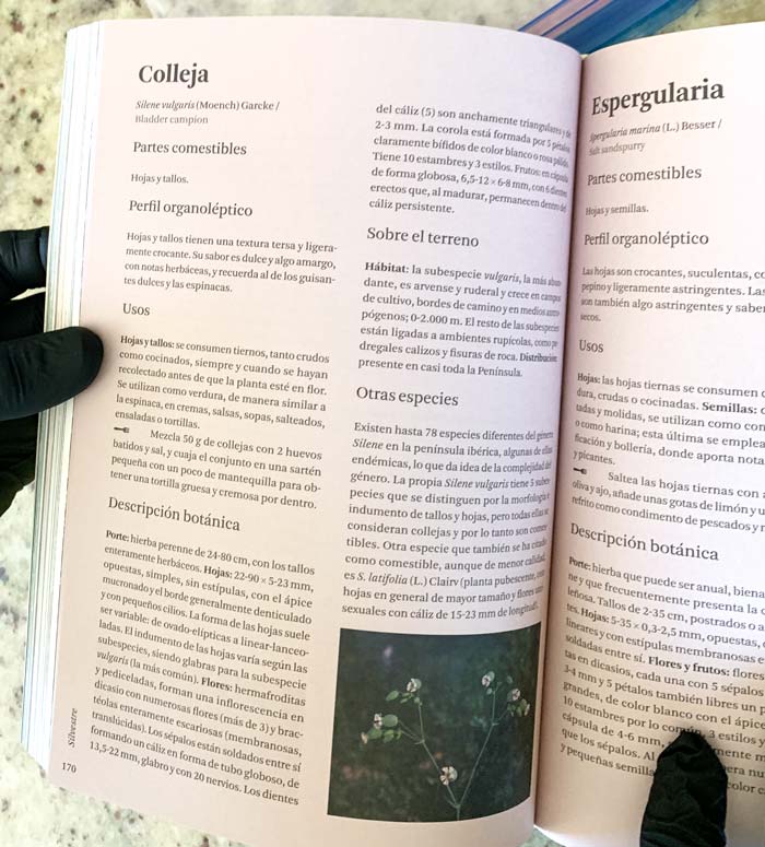 Chef David showing a page in a Spanish foraging book describing colleja, which we know by the Italian name for the same plant: stridolo. Silene vulgaris