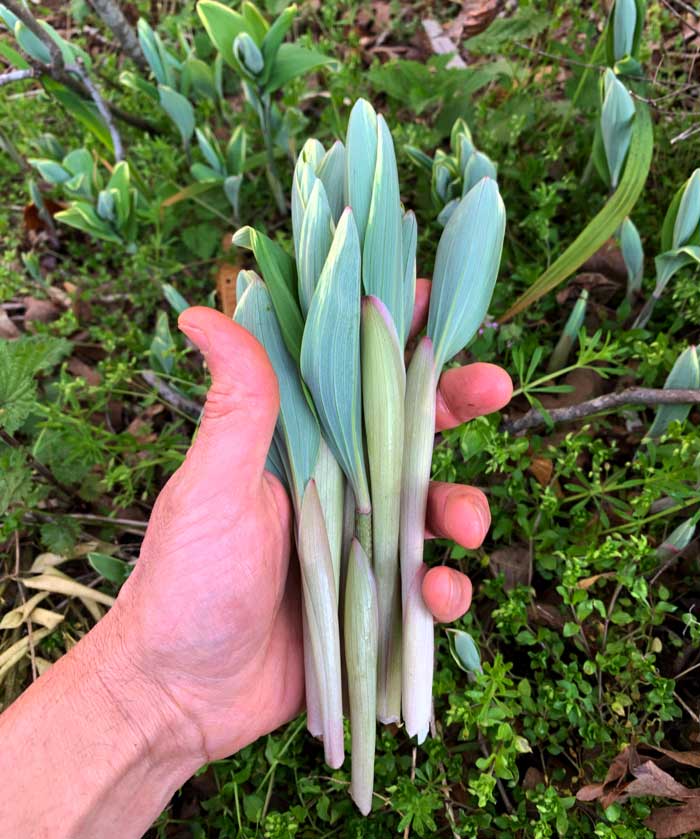 Solomon's seal shoots in hand and in the ground (see background).