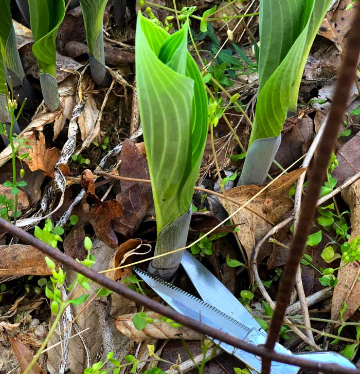 To harvest Solomon's seal or hosta shoots, simply cut them right at ground level.