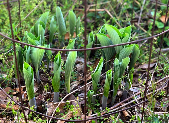 Hosta shoots in a DIY tomato cage to keep deer from eating them.
