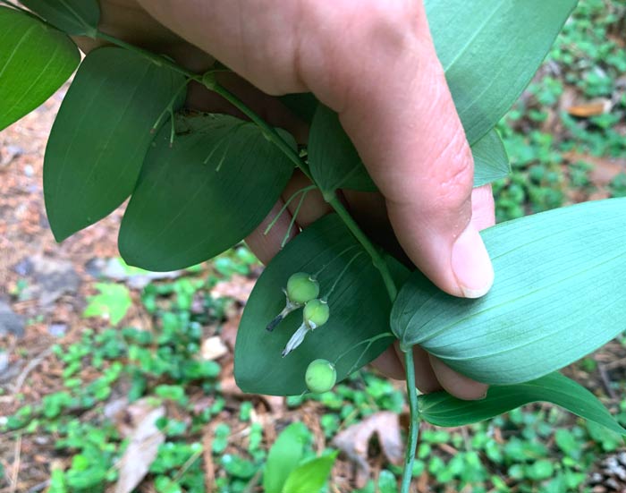 Solomon's seal berries (which are inedible) spotted on a wild, native species in South Carolina.