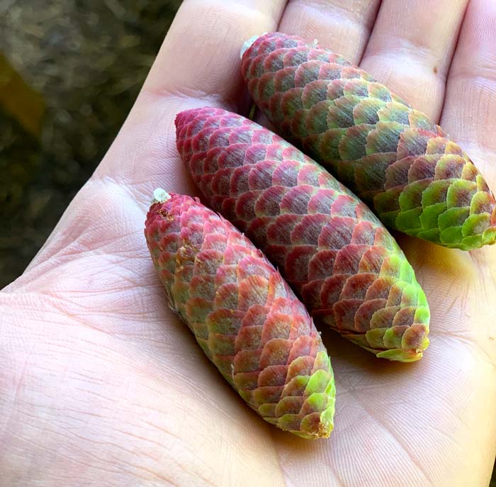 These female Norway spruce cones were harvested in late April in Ag Zone 7b. 