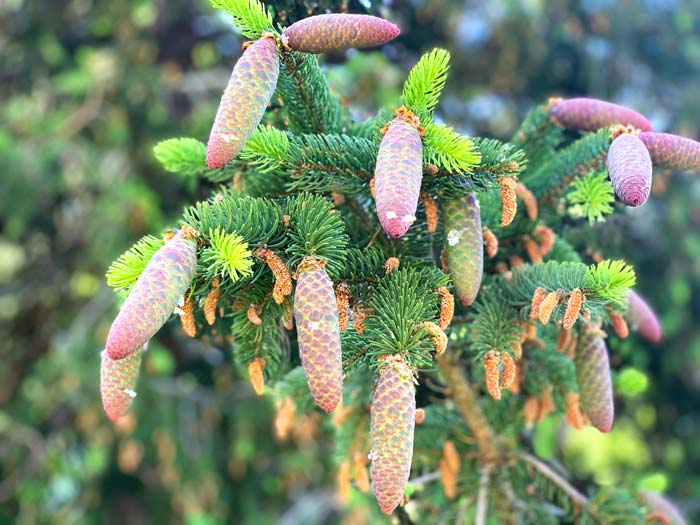 Spruce cones and tips can be harvested in spring from the same tree. Note the distinct red-colored female cones of this Norway spruce relative to the male parts of the same tree, which are technically cones but look more like catkins. Other spruce species produce male cones that look more like miniature versions of the females, as we'll detail below.