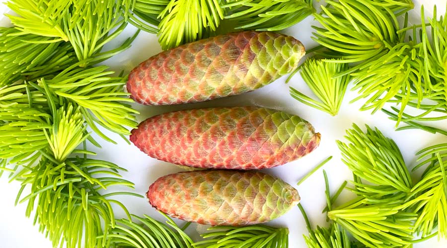 Spruce tips and immature cones: how to ID, harvest, and eat thumbnail