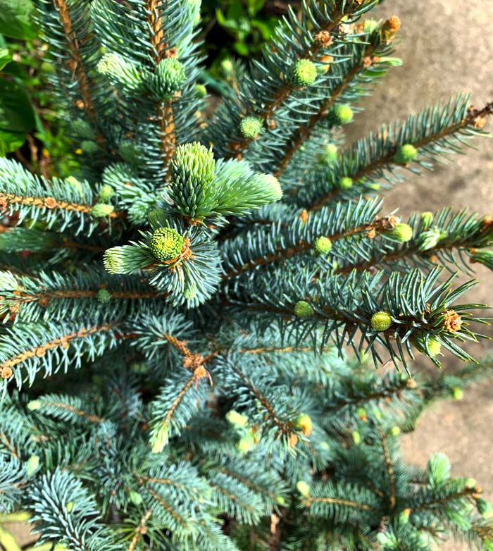 Spruce tips on our young, potted Blue spruce.