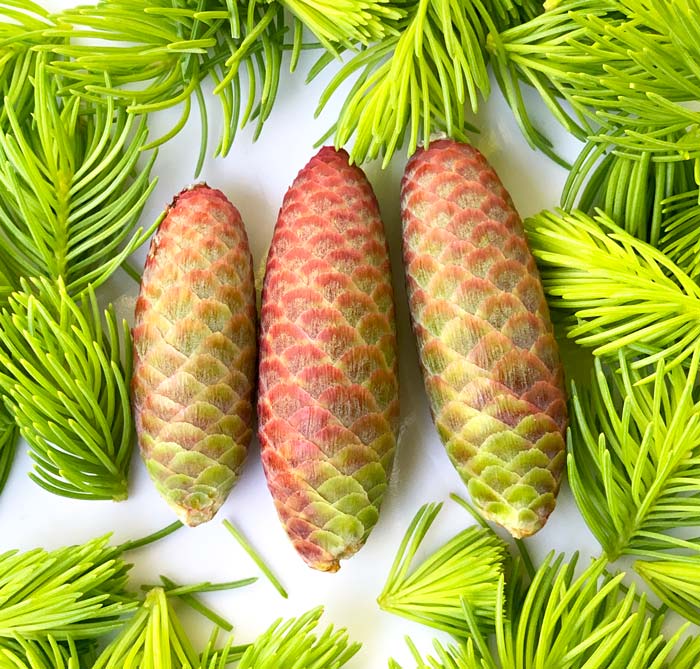 Immature cones and tips from a spruce tree, wonderful flavors of spring.