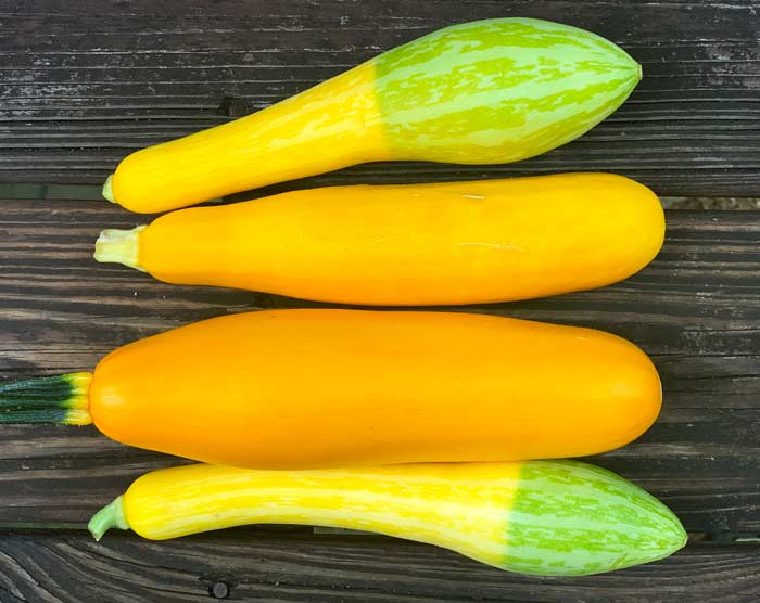 Overwhelmed with summer squash? Our summer squash recipes will help you put your abundance to good use!
