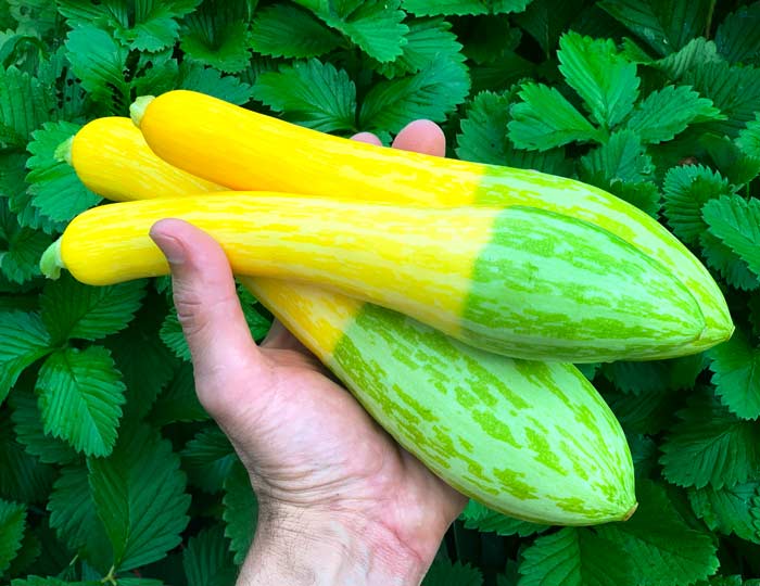 Have a lot of summer squash to use up? Summer squash pancakes are a great way to use some up during the first meal of the day!