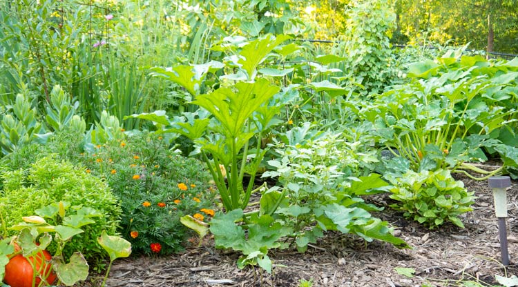 How To Start A Garden Today Top 10 Tips