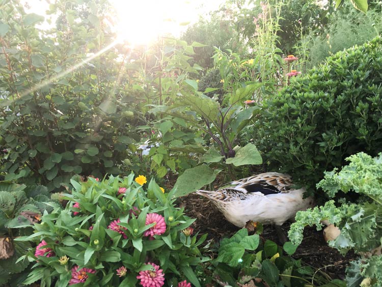 One of our ducks out for an evening forage in our garden. Our ducks have an amazing ability to convert garden greens and insects into breakfast and fertilizer.