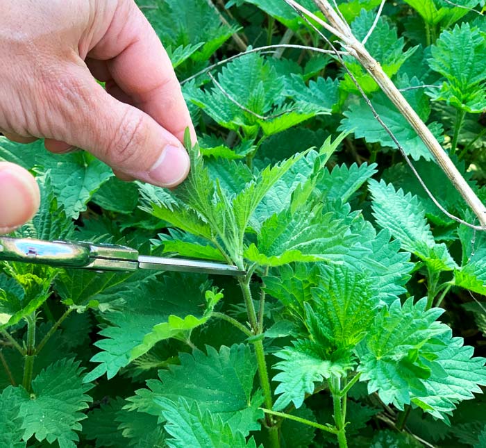 Stinging nettle growth tips - Pointed kitchen scissors are the best tool for harvesting stinging nettle growth tips. We know our plants well enough to avoid getting stung during harvest even when handling them without gloves, but you should wear thick gloves to avoid painful stings if you're new to stinging nettle.
