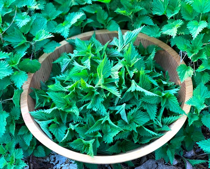 A beautiful harvest of stinging nettle growth tips from our garden. We'll share stinging nettle harvesting tips and tricks below! 