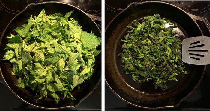 A heaping pile of fresh stinging (left) nettle cooks down to a very small amount (right).