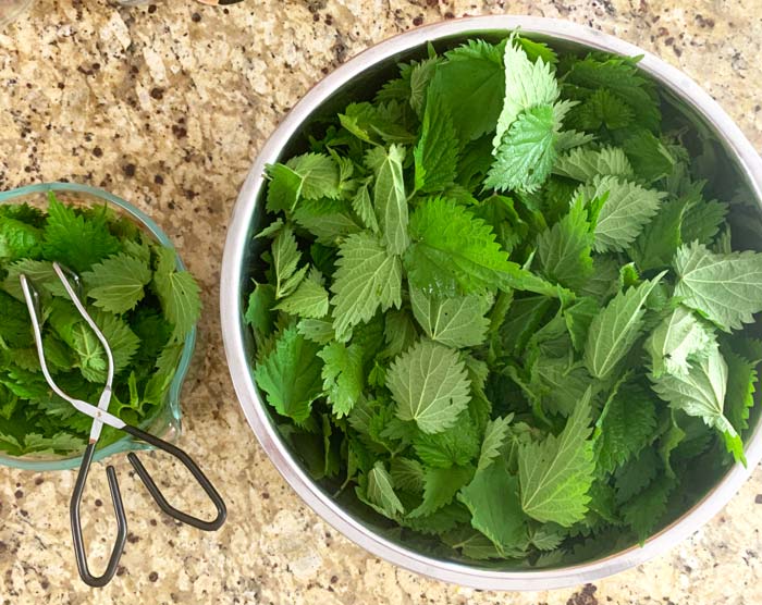 Stinging nettle leaves removed from their fibrous stems, cleaned, and ready to use!