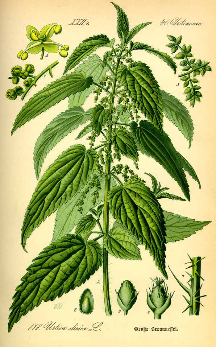 Stinging nettle (Urtica dioica) from Thomé, Flora von Deutschland, 1885.
