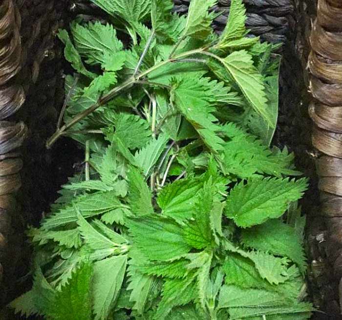  Stinging Nettle Plant 50 Seeds - Herbal Tea or Deterent : Herb  Plants : Patio, Lawn & Garden