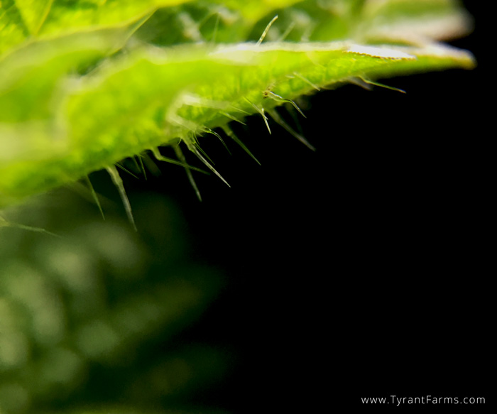 It's a good idea to wear thick gloves when harvesting stinging nettle to avoid these stinging trichomes.