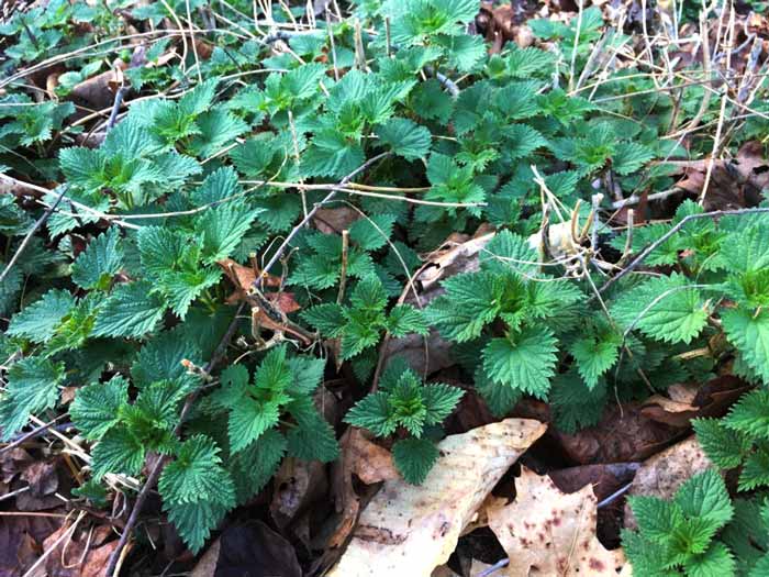 Stinging nettle