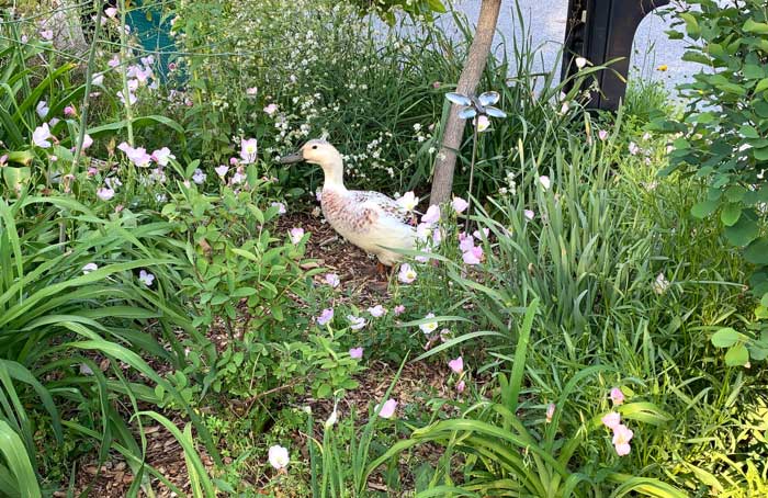 Some people use inches and feet, but we use the universal measuring system of ducks. Stridolo is the plant with small white flowers behind one of our ducks in this image. At peak height in summer, it's approximately 2.5 ducks tall.