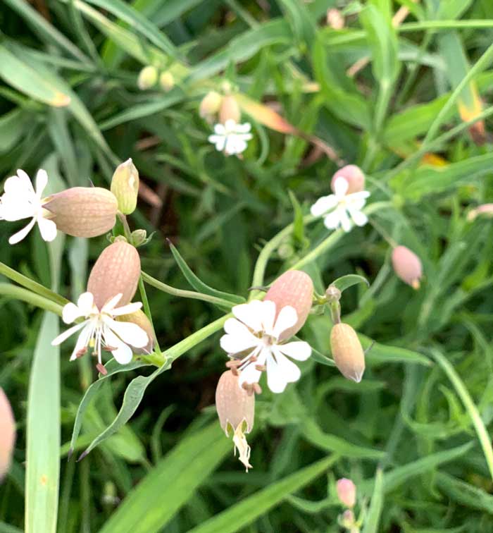 The small yet stunningly beautiful (and edible) flowers of stridolo (Silene vulgaris).