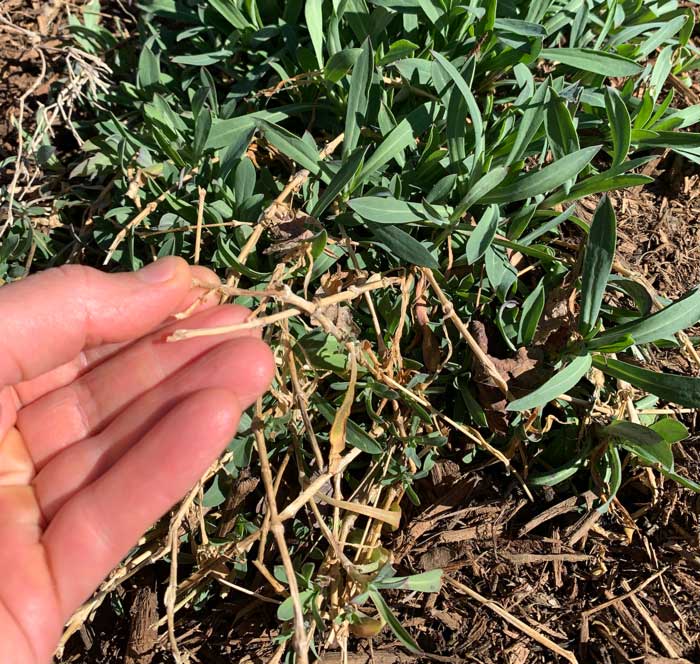 Photographic proof that stridolo is a perennial, at least in our 7b Ag Zone: you can see the desiccated remains of last year's flower stalks protruding from a stridolo plant breaking winter dormancy. 