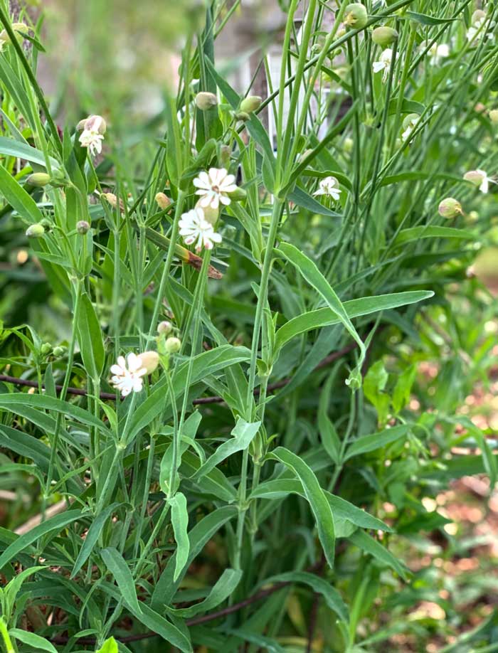 Growing note: mature stridolo plants can grow quite tall. Small tomato cages can help hold the plant's stems upright and neatly in place rather than flopping over during wind and storms.