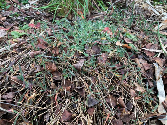 A mature stridolo plant in mid-winter (January 3rd). Not very impressive at this point, but the plant will quickly spring to life as the weather warms in late winter - spring.