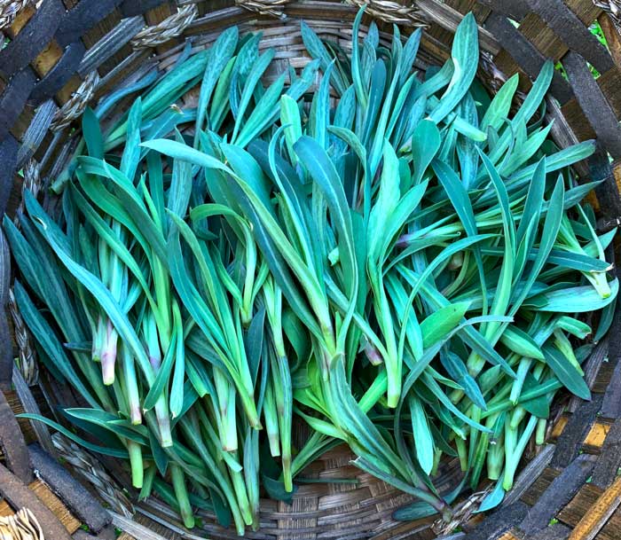 A beautiful harvest of late winter stridolo.