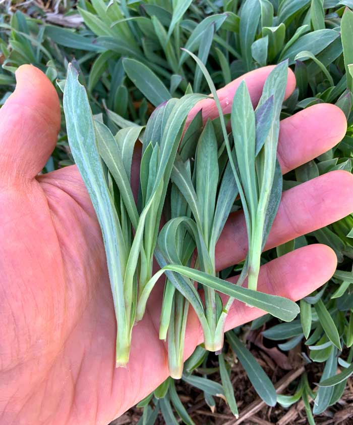 Perfecto! Picture-perfect stridolo picked in late winter at peak flavor.