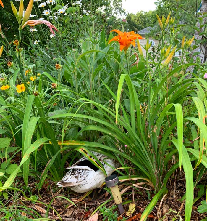 Duck butt! One of our ducks playing hide-and-seek in a daylily patch.