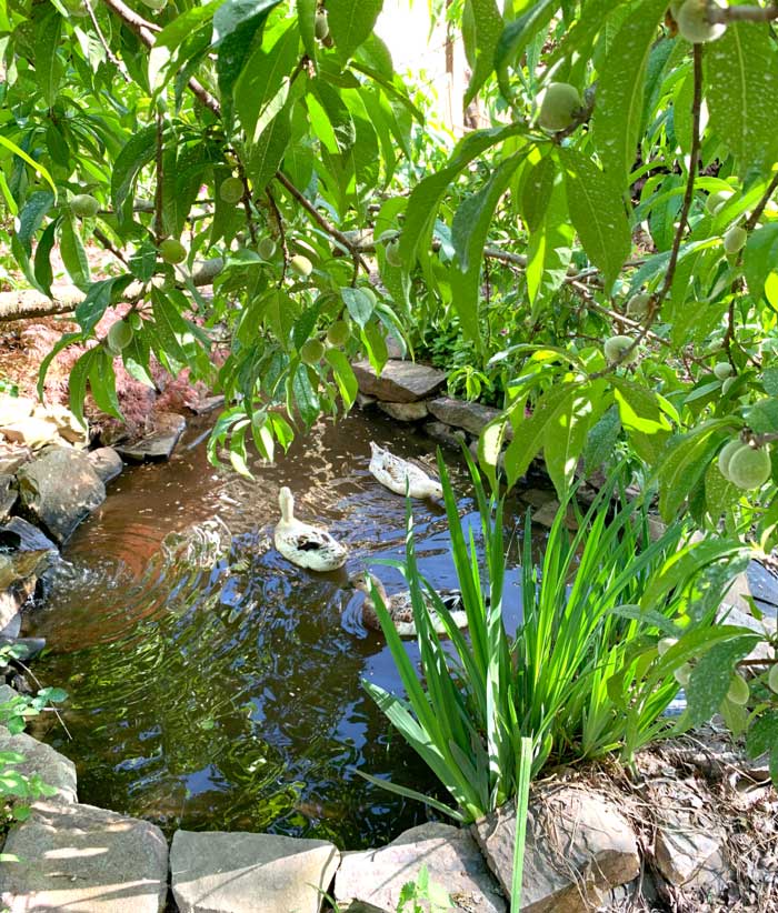 Our ducks swimming in the shade of a peach tree in the summer.