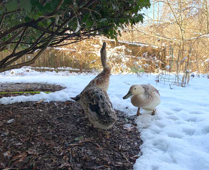 This is a winter snow duck picture, but it manages to capture one of our ducks in the process of trimming off the lower leaves of a loropetalum bush. These bushes make excellent shade plants in the summer, block snow, and also provide protection from aerial predators. Apparently, they're also edible to ducks since our girls have been eating them for years.