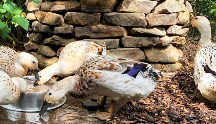 The girls gathered around one of their no-tip water bowls at the office and gossiping about Primrose the Duck (right).