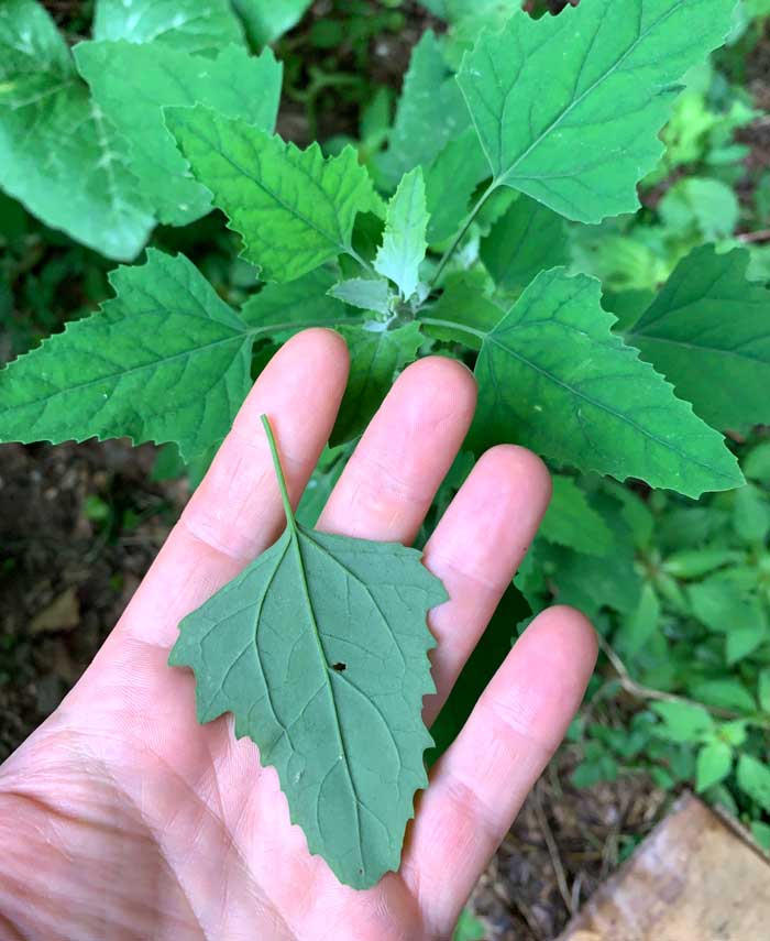 Lambs quarters leaf and plant (background).
