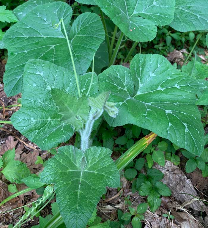 Raw young squash leaves are crisp, juicy, and delicious. However, their spiny texture might make you prefer them cooked.