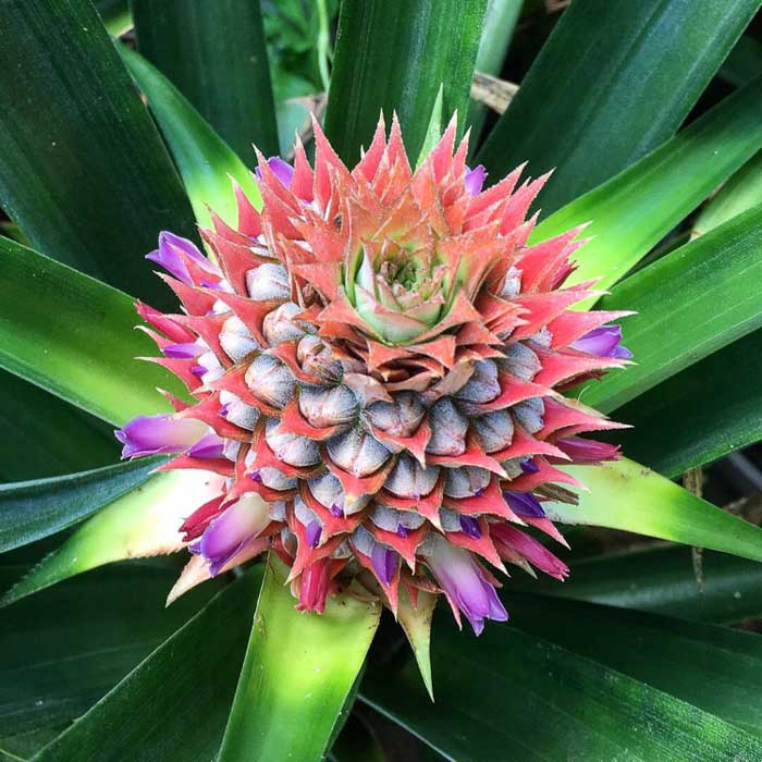 Hello beautiful! At this stage in development, you can see that pineapple fruit is actually individual berries that coalesce to form a compound fruit when ripe.