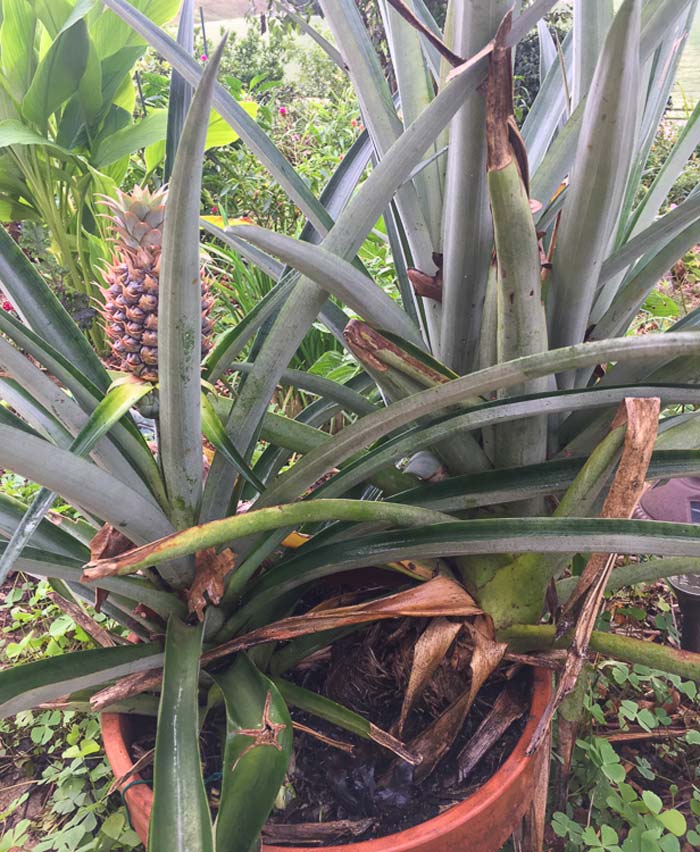 Here's a five year old pineapple plant that produced a side shoot that's now making another pineapple fruit. | Pineapple tepache recipe by Tyrant Farms