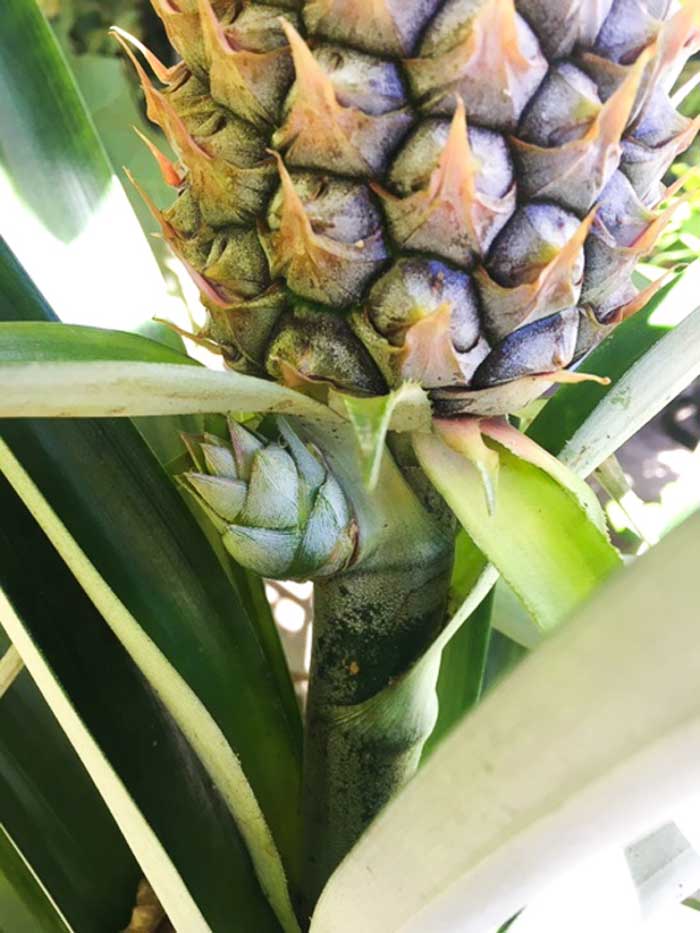 See that little spiky nub forming below the pineapple fruit? That's a pineapple "slip," which can be planted and used to grow a new pineapple fruit. So from a single pineapple top, you can eventually grow a whole pineapple farm! | Pineapple tepache recipe by Tyrant Farms