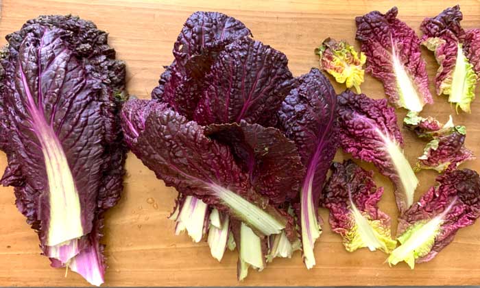 Red Napa cabbage leaves separated by size and color. You could use the large outer leaves (left) to turn this into a salad wrap recipe. The middle leaves are ideal chopped into salad. The inner most leaves are partially blanched and absolutely gorgeous with varying colors and textures. These could be used to elegantly dress up a plate. Or you can just chop up all your leaves and be done with it!
