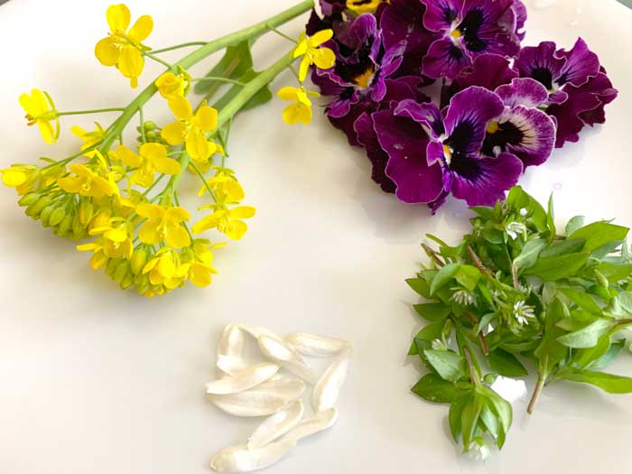 Top left: bok choy flowers; top right: pansy flowers; bottom left: calamondin orange flowers; bottom right: chickweed flower growth tips.