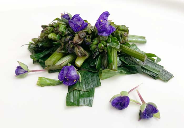 Tradescantia leaves, stems, buds, and flowers all cooked into one dish.