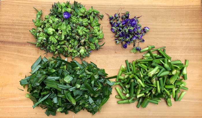 Edible parts of Tradescantia virginiana: flower buds/clusters, flowers, leaves, and stems. (Yes, the roots are edible too, but not shown!)
