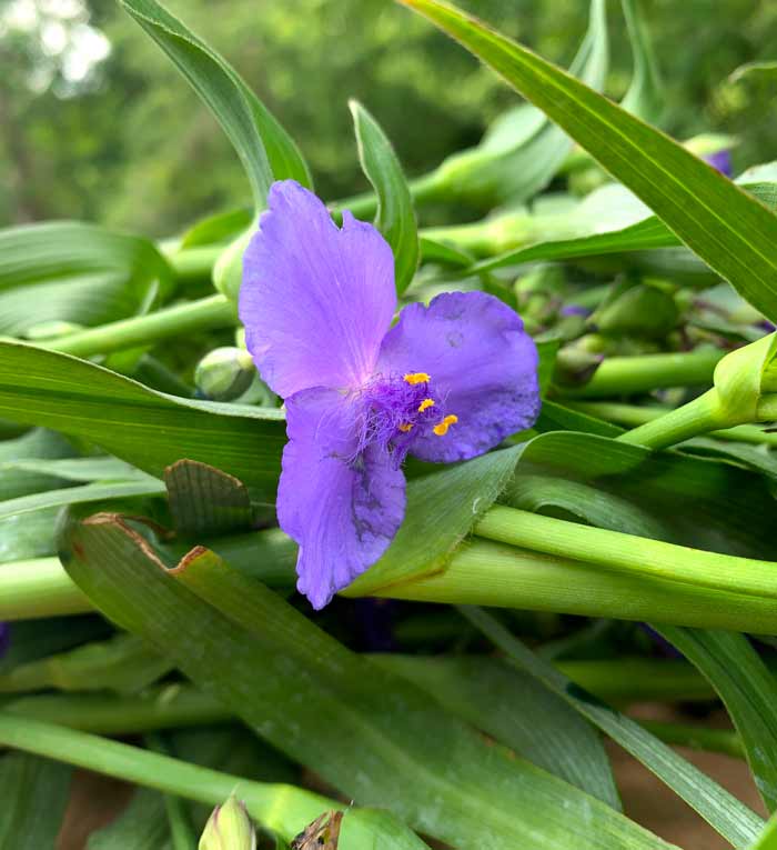 A closer look at an individual Tradescantia virginiana flower.