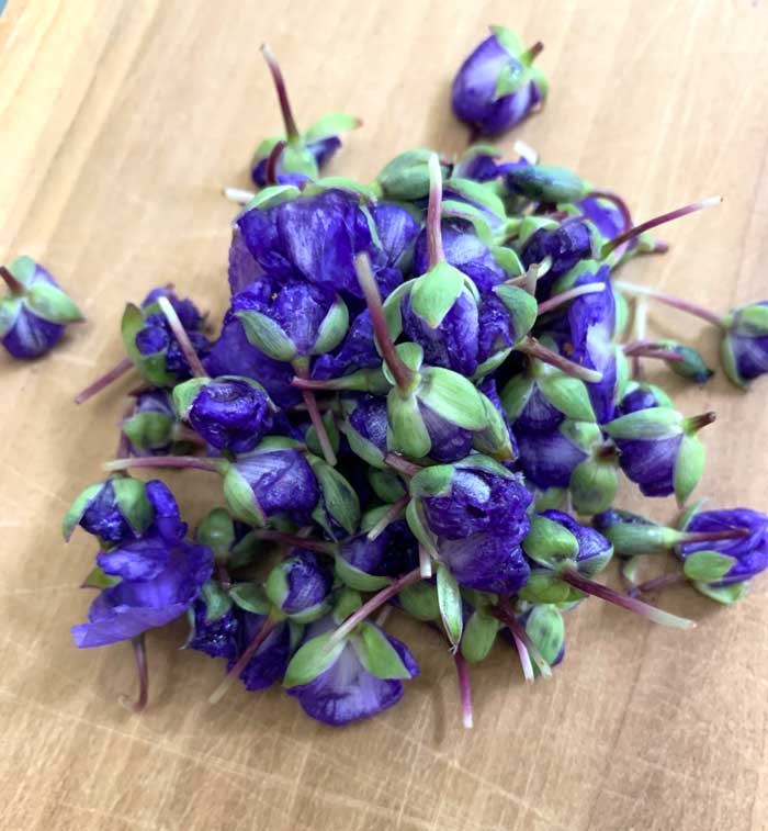Tradescantia flowers harvested for a garnish.
