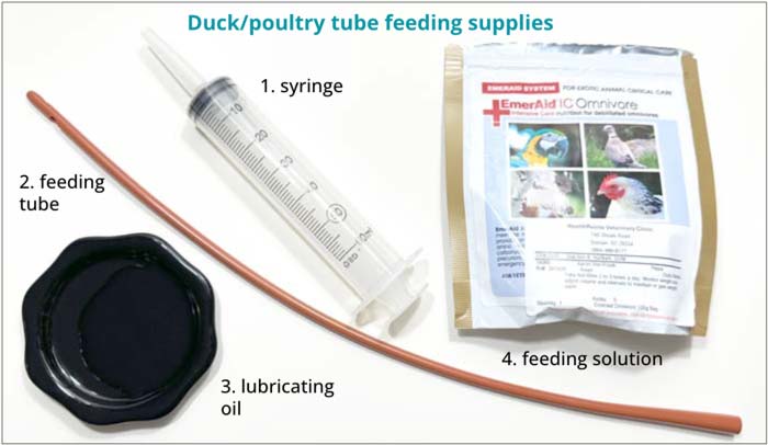 Supplies you'll need to tube feed a duck.